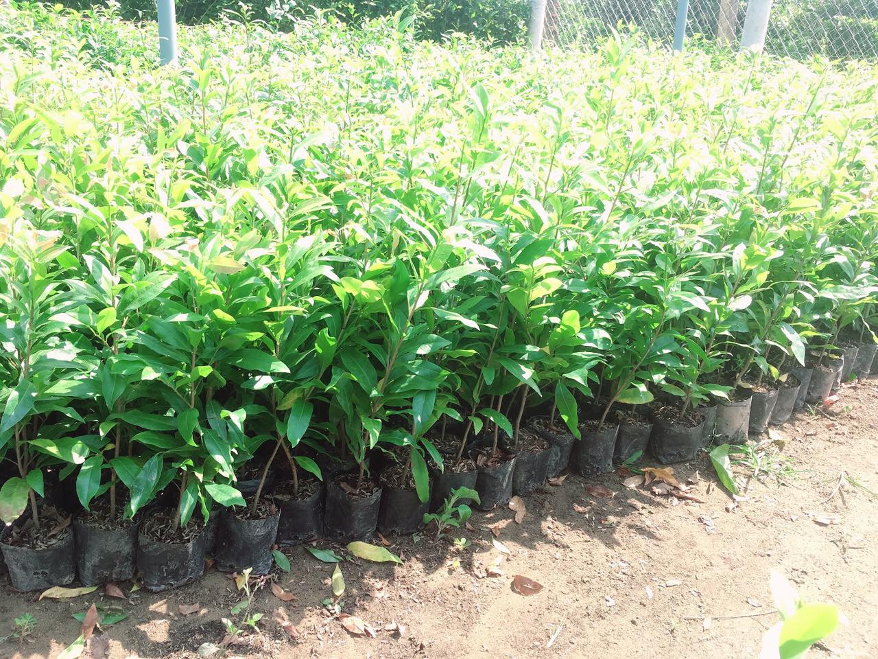 Cây giống Mai Cúc Đọt Xanh  [ Cây ươm từ hạt cao gần 1m ].