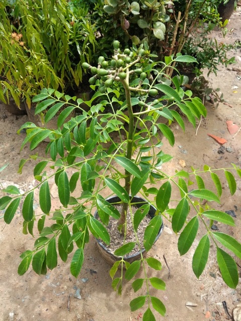 Cóc Thái lùn đang trái trồng chậu