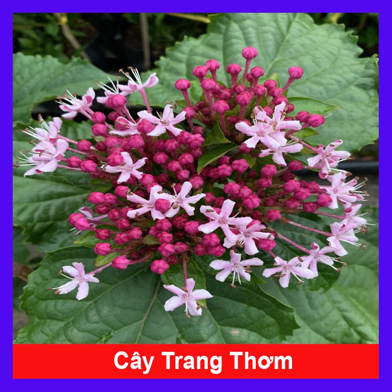 Cây Trang Thơm - cây cảnh trong nhà - cây hoa thơm - cây cảnh đẹp - HKPQ