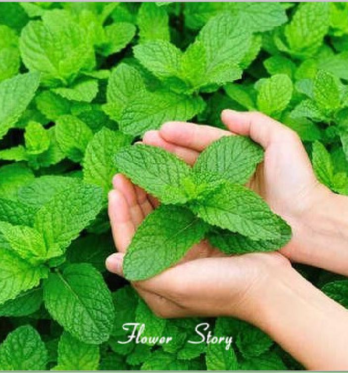 Hạt giống cây Bạc Hà Âu - gói 100 hạt