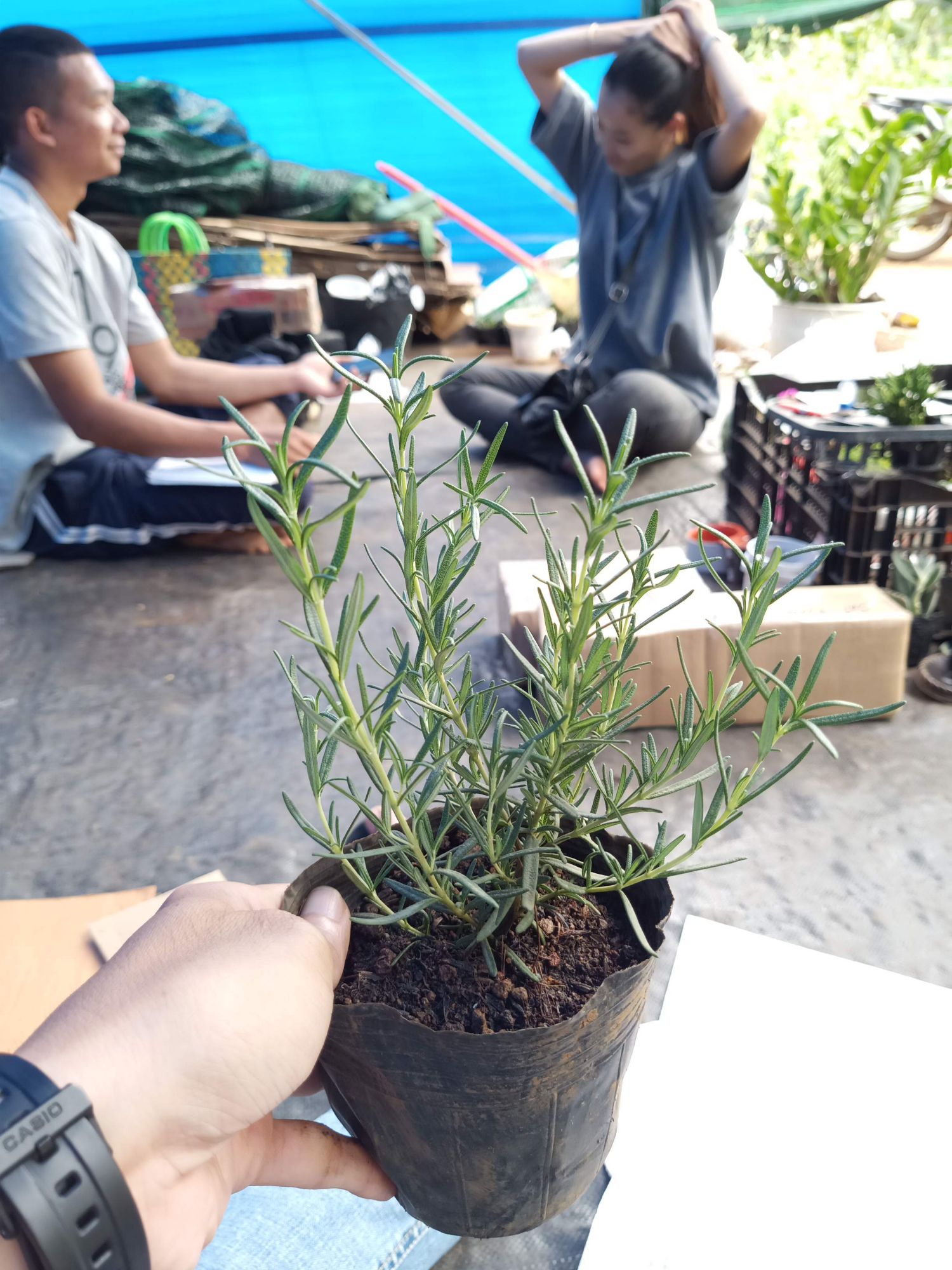 Cây hương thảo - Rosemary