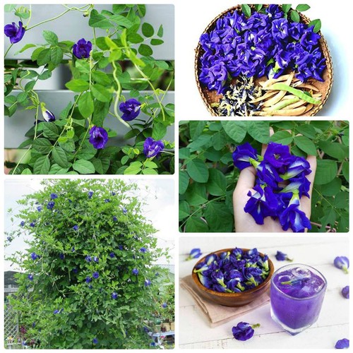 Hạt Giống Hoa Đậu Biếc Hoa Cánh Kép - 20 hạt/gói