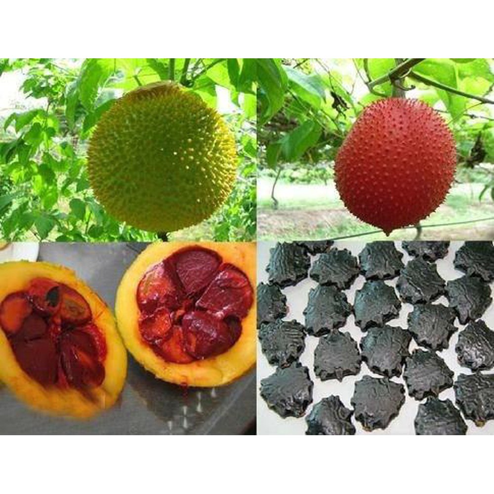 Hạt quả gấc thuần cao sản