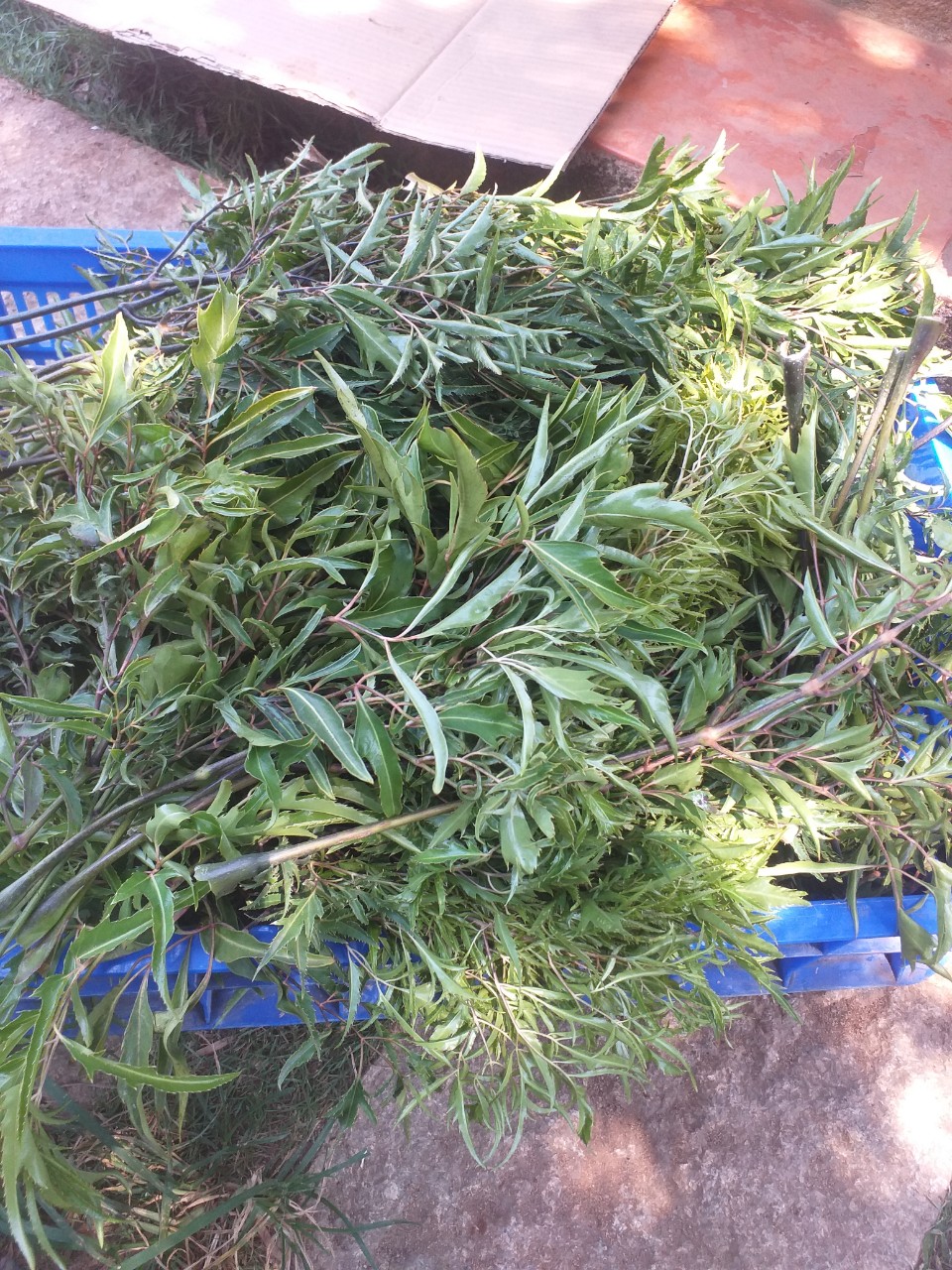 Lá đinh lăng tươi (loại lá nếp) KL: 1kg