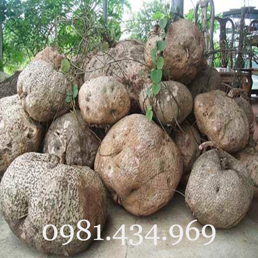 CỦ ĐỒNG TIỀN (BÌNH VÔI) TRÒN VO CÓ LÁ ĐẸP ĐỦ SIZE (NGOẠI CỠ IB) Chuẩn