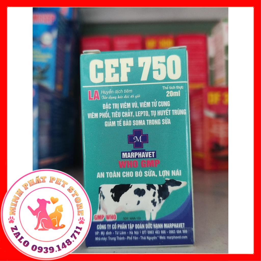 Cef 750 20ml tiêu viêm gia súc gia cầm an toàn cho bò sữa, heo nái