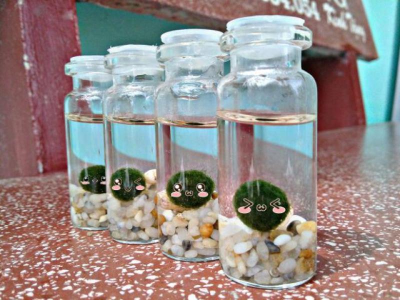 Combo hủ marimo