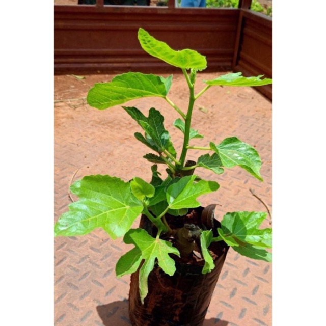 Cây sung mỹ size trung giống chuẩn cao 30-40 cm