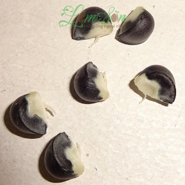 Hạt Giống Rau Ngót ( Bồ Ngót F1 ) - gói 1gram - VTNN2