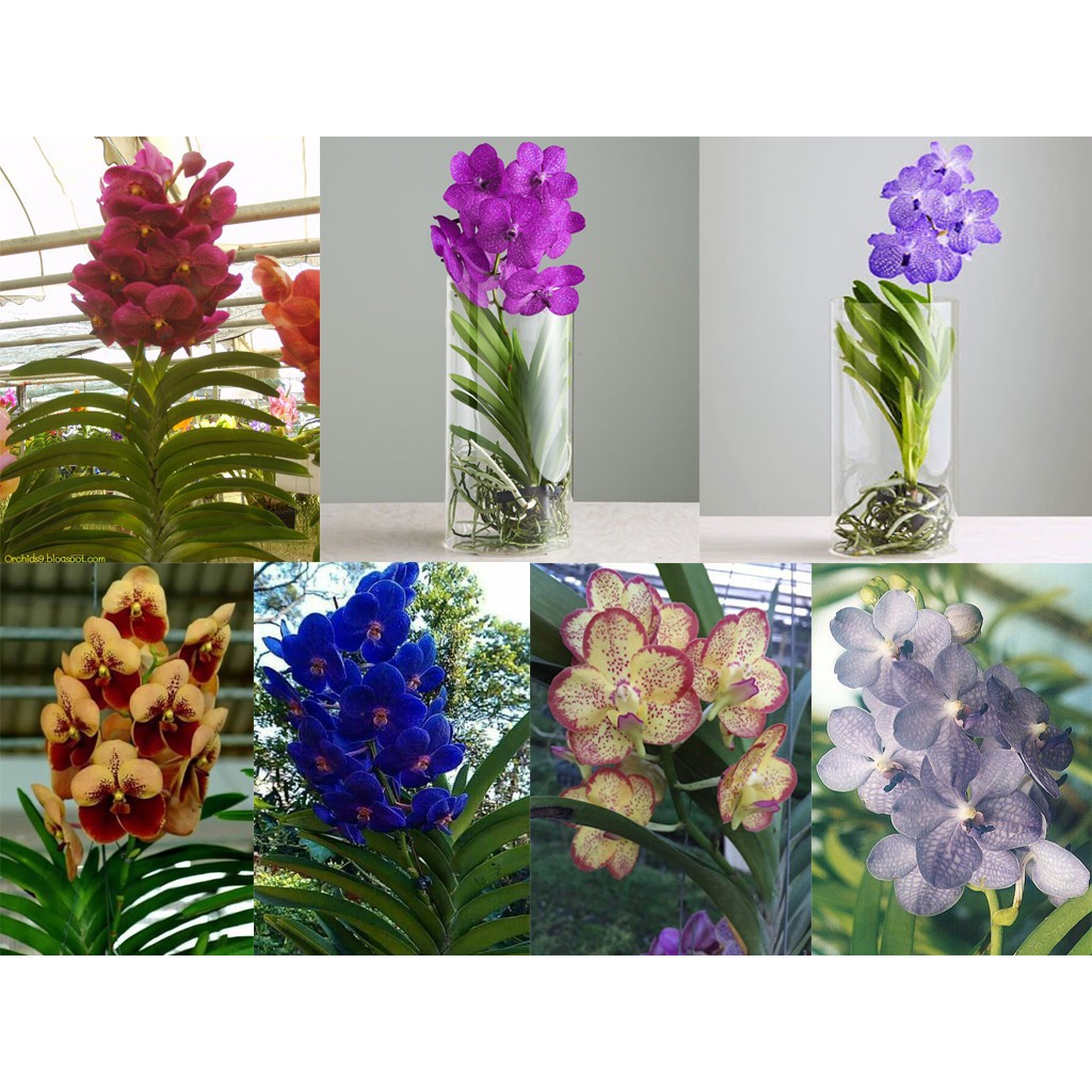COMBO 5 CÂY GIỐNG LAN VANDA ĐỦ MÀU, HÀNG NHẬP THÁI LAN