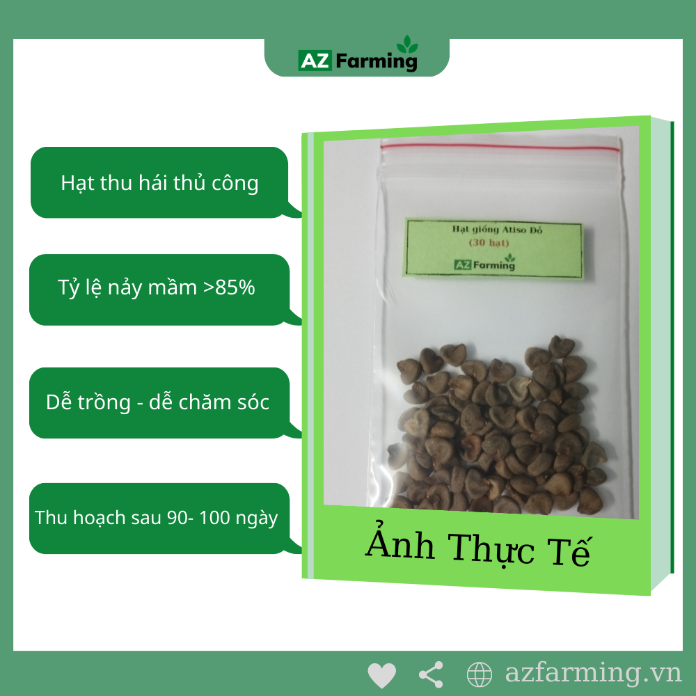 Hạt Giống Atiso Đỏ - Gói 50 Hạt - Az Farming