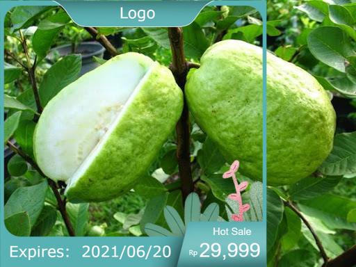 Cây giông ổi lê đài loan siêu quả