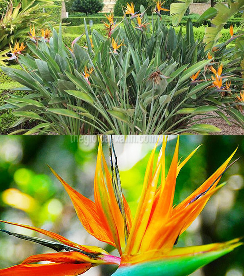 chậu cây THIÊN ĐIỂU, hoa cực đẹp cực hiếm, gửi cây nguyên bầu