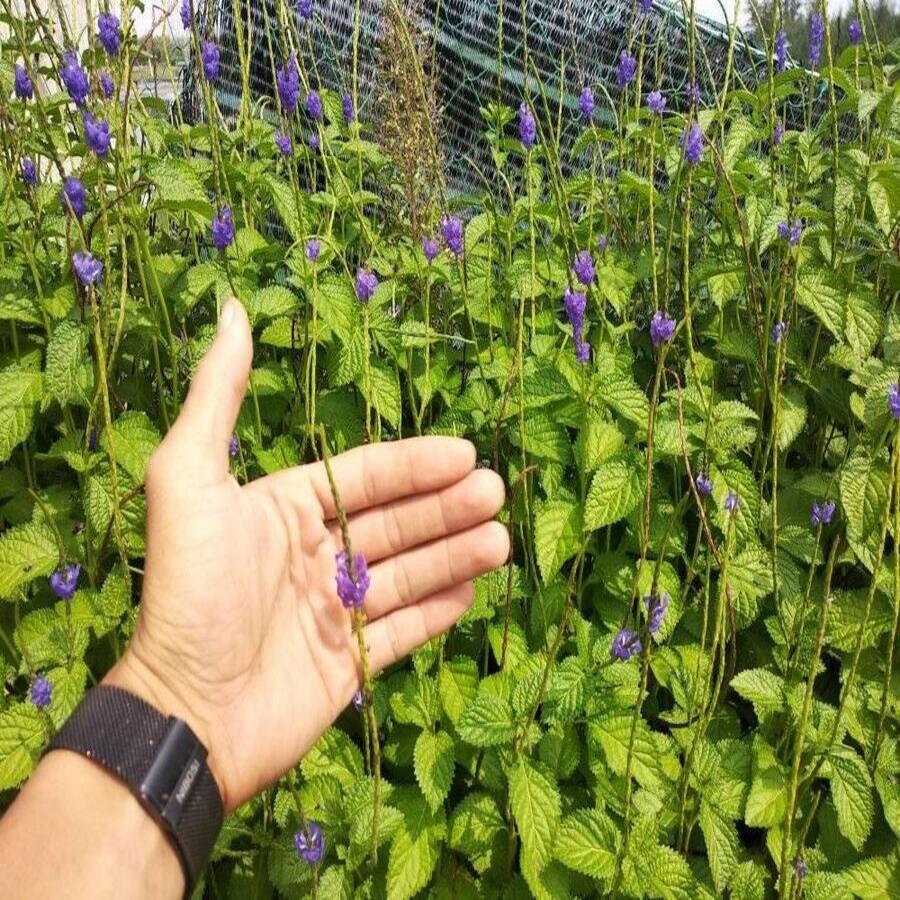 Cây đuôi chuột tươi 1kg