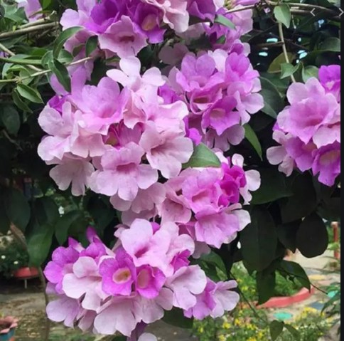 Cây hoa lan tỏi