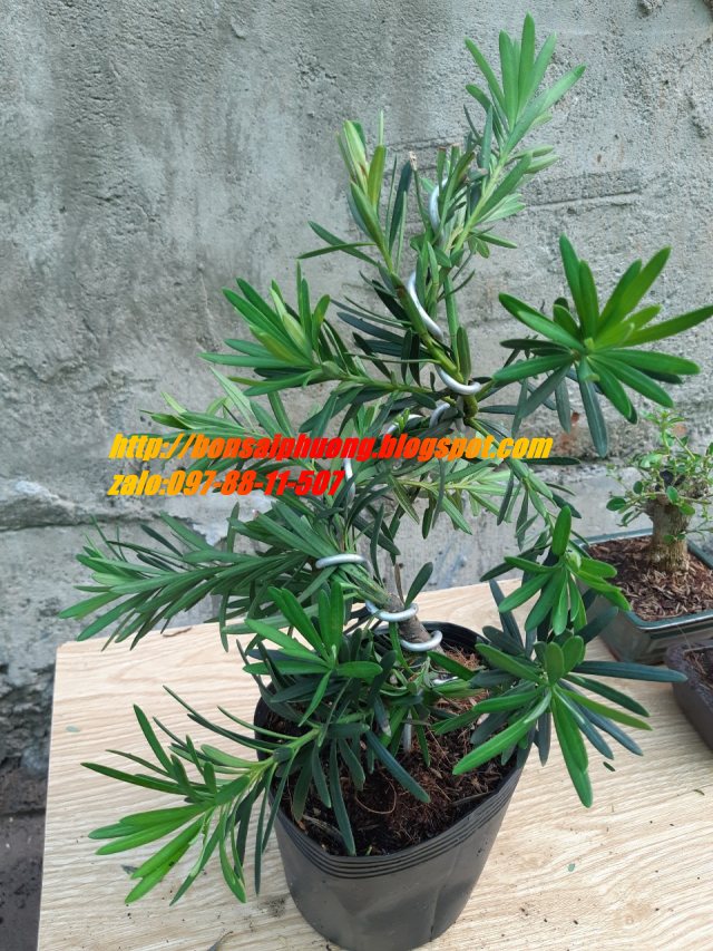 Tùng la hán bonsai mini