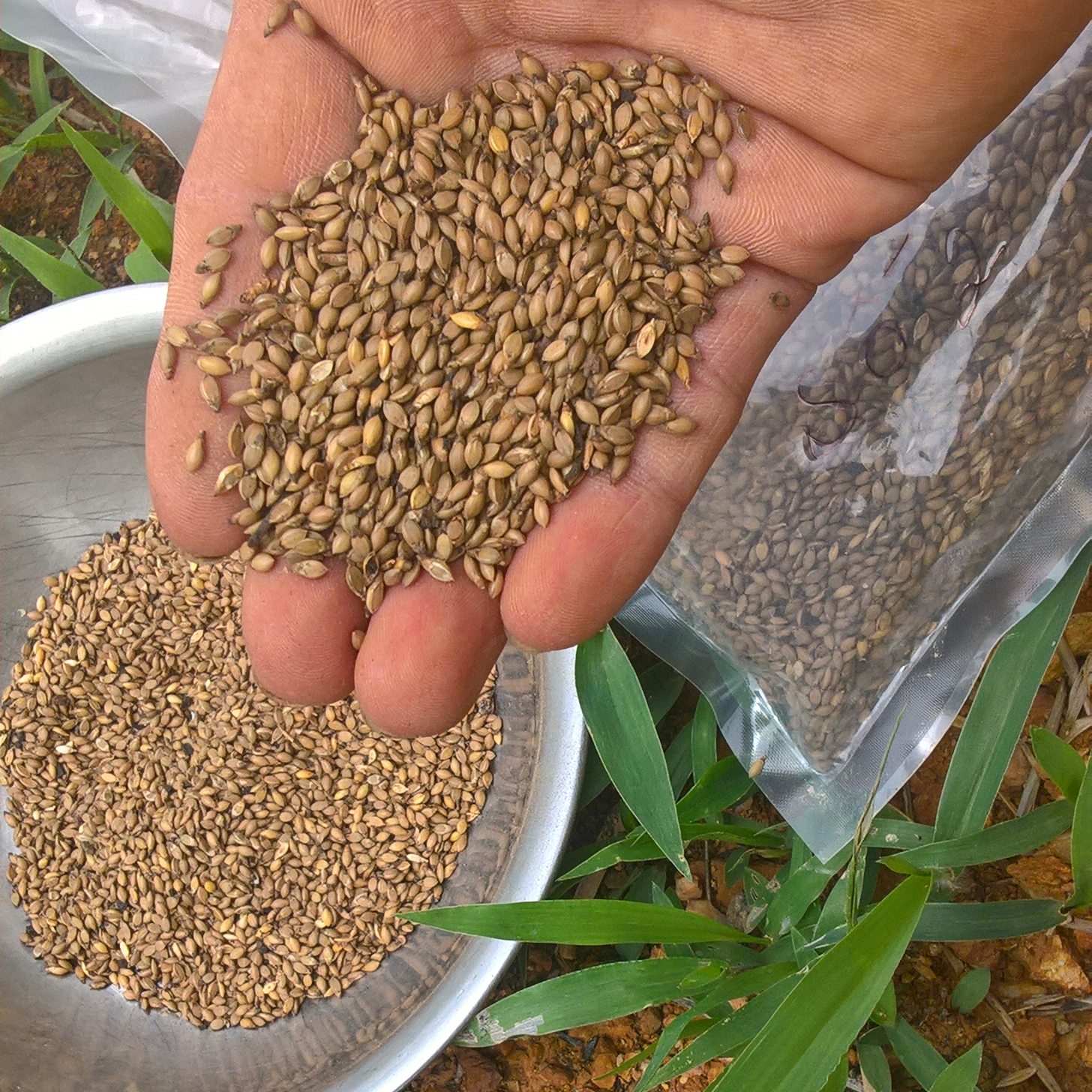 Hạt Giống Cỏ Mulato 2 – Hybrid Brachiaria (Bổ sung dinh dưỡng)