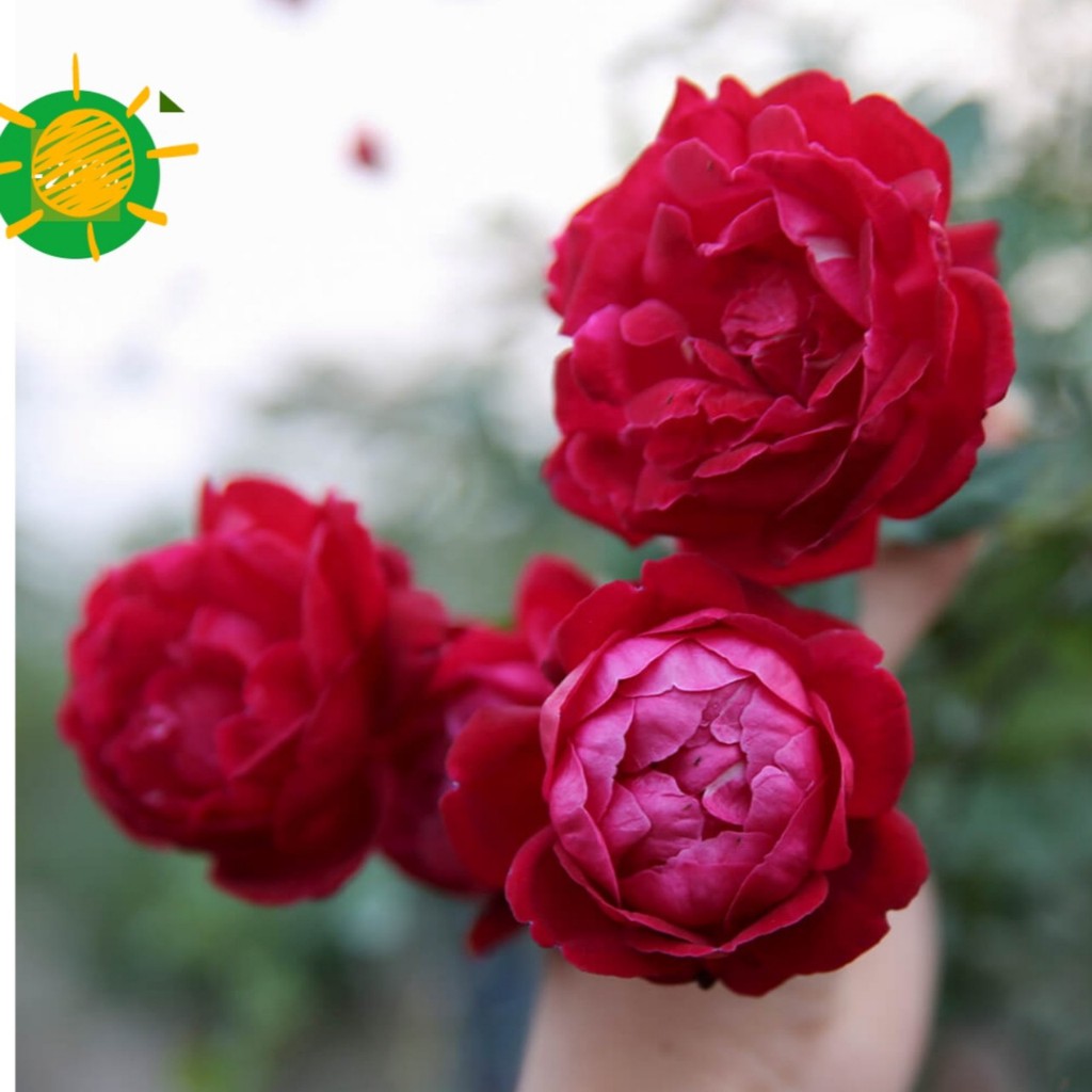 Cành Chiết Hồng Cổ Huế Kép (Cành Chiết Hoa Hồng)