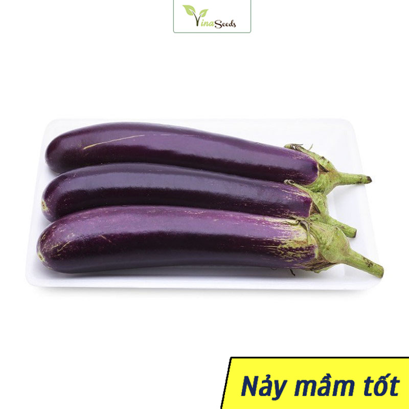 (SỐC) Hạt giống Cà Tím Quả Dài Dễ Trồng