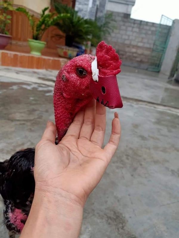 20 đôi bịt mỏ gà chọi