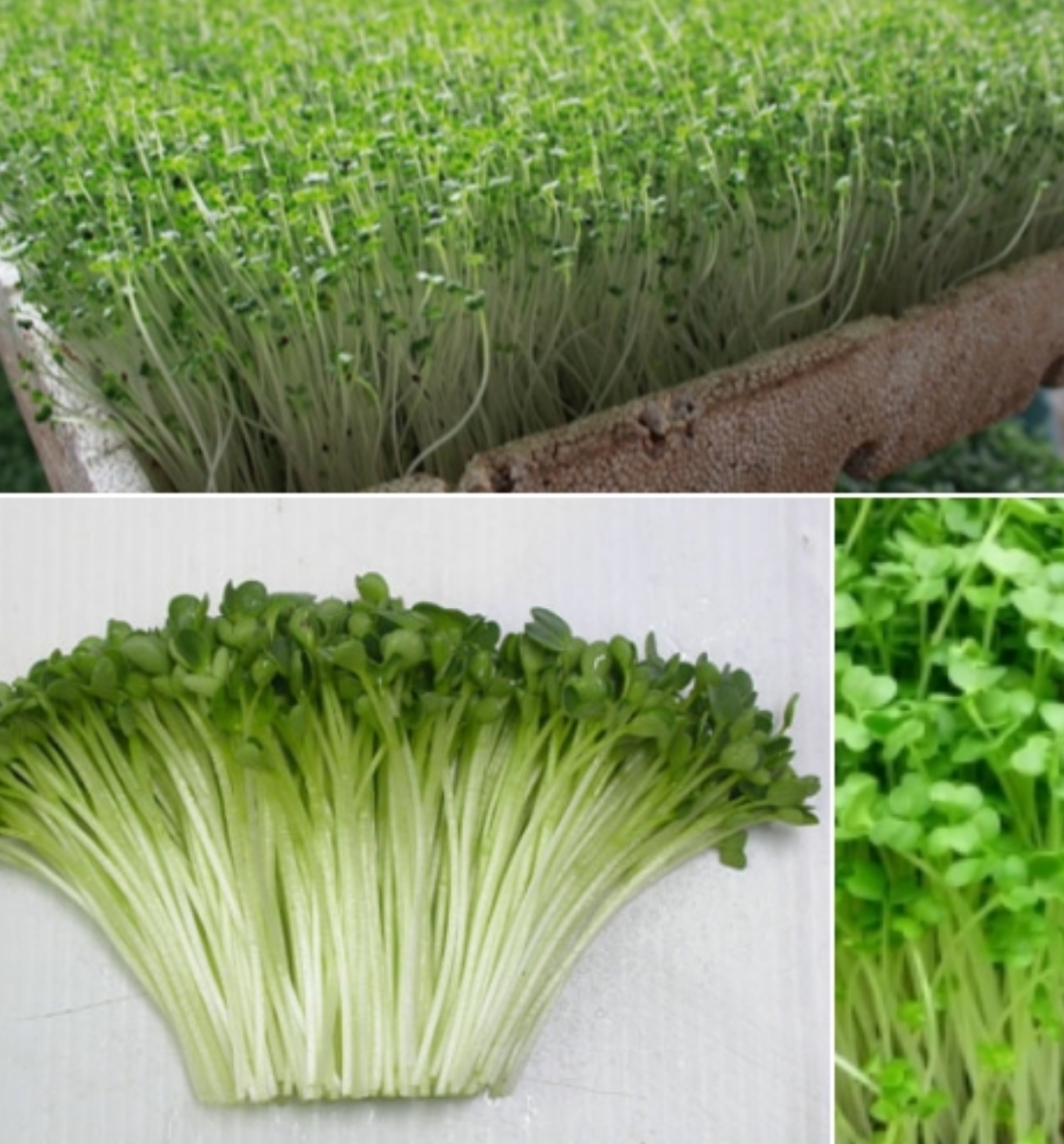 [HCM]Hạt giống cải mầm - Sprouting radish gói 30gr