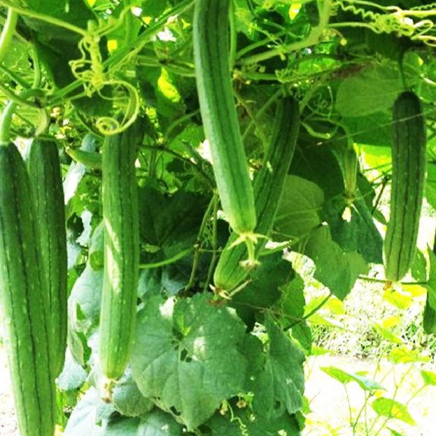 Hạt giống mướp hương thái-gói 10 hạt