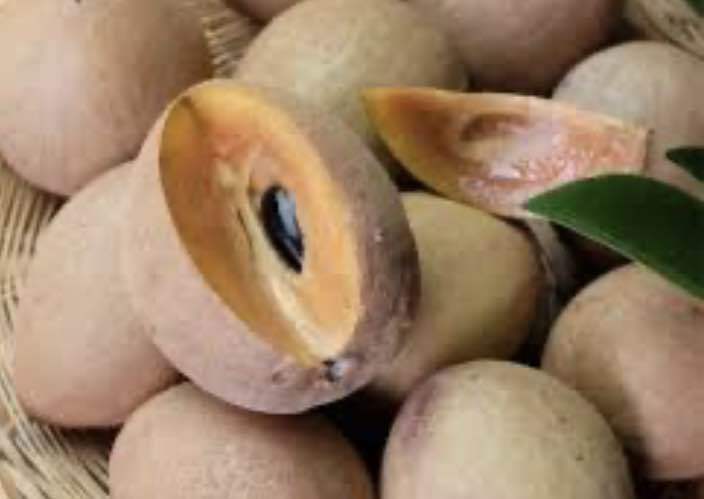 Sapoche mêxico ( Hồng xiêm )