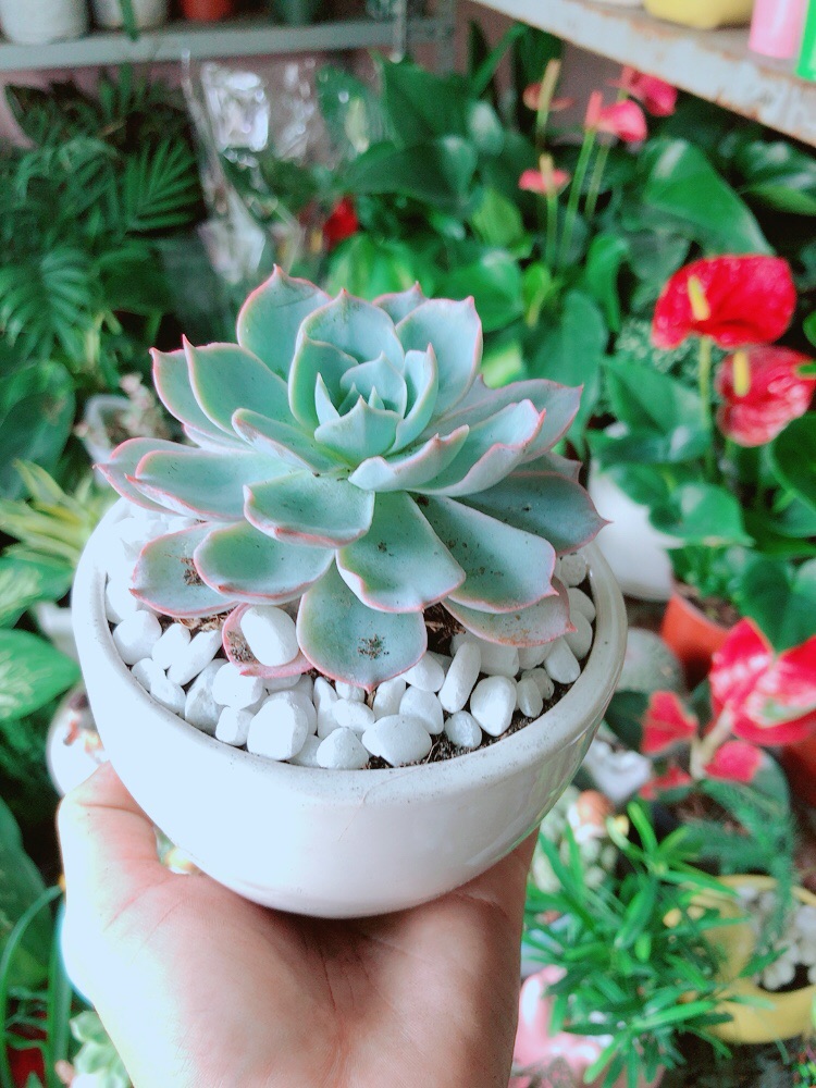 Chậu Sen Đá Hồng Phấn