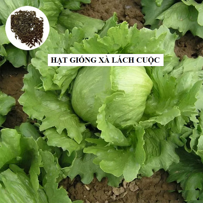 Hạt giống rau xà lách cuộn trắng F1 - 0.2 gram (145 hạt)