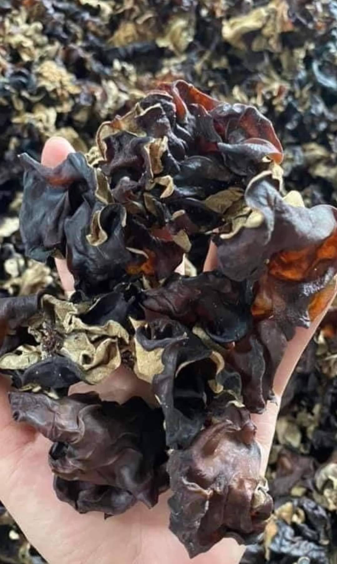 Mộc nhĩ rừng giòn ngọt