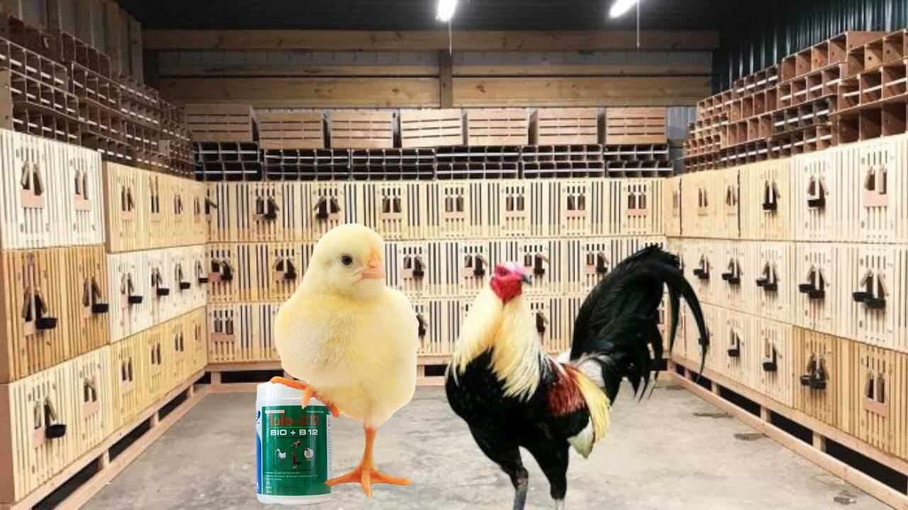 BIO-B12  ÚM GÀ CON GÀ ĐÁ 1 HỦ
