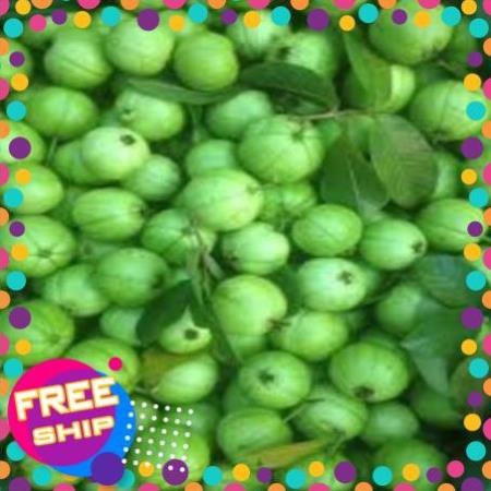 Cây giống ổi bốn mùa ổi găng