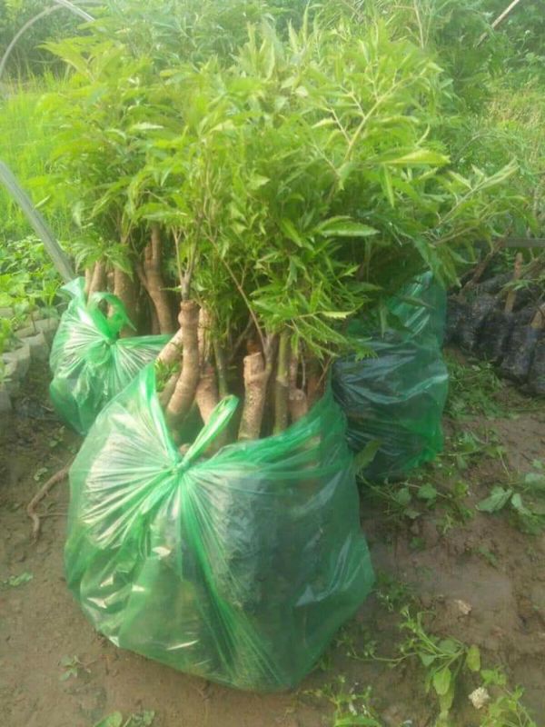 combo 10 cây giống đinh lăng nếp lá nhỏ