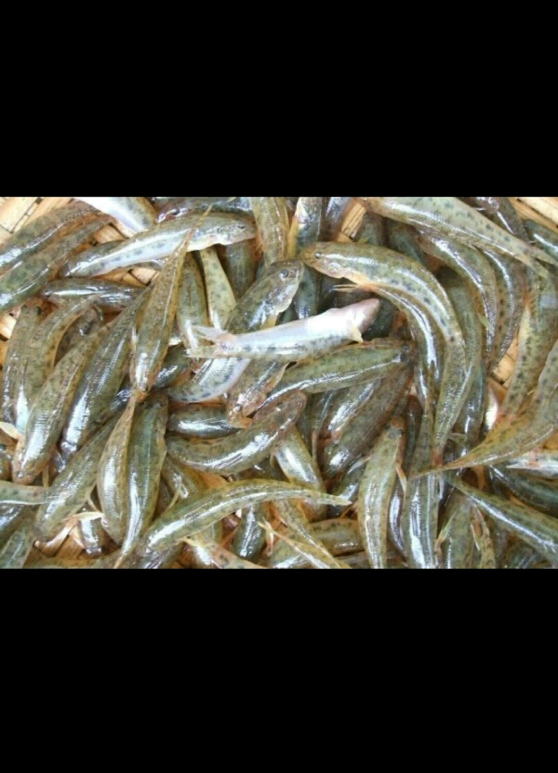 Lưới đánh cá bống