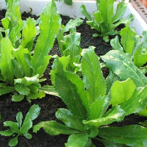 HẠT RAU NGÒ GAI - GÓI 3 GRAM