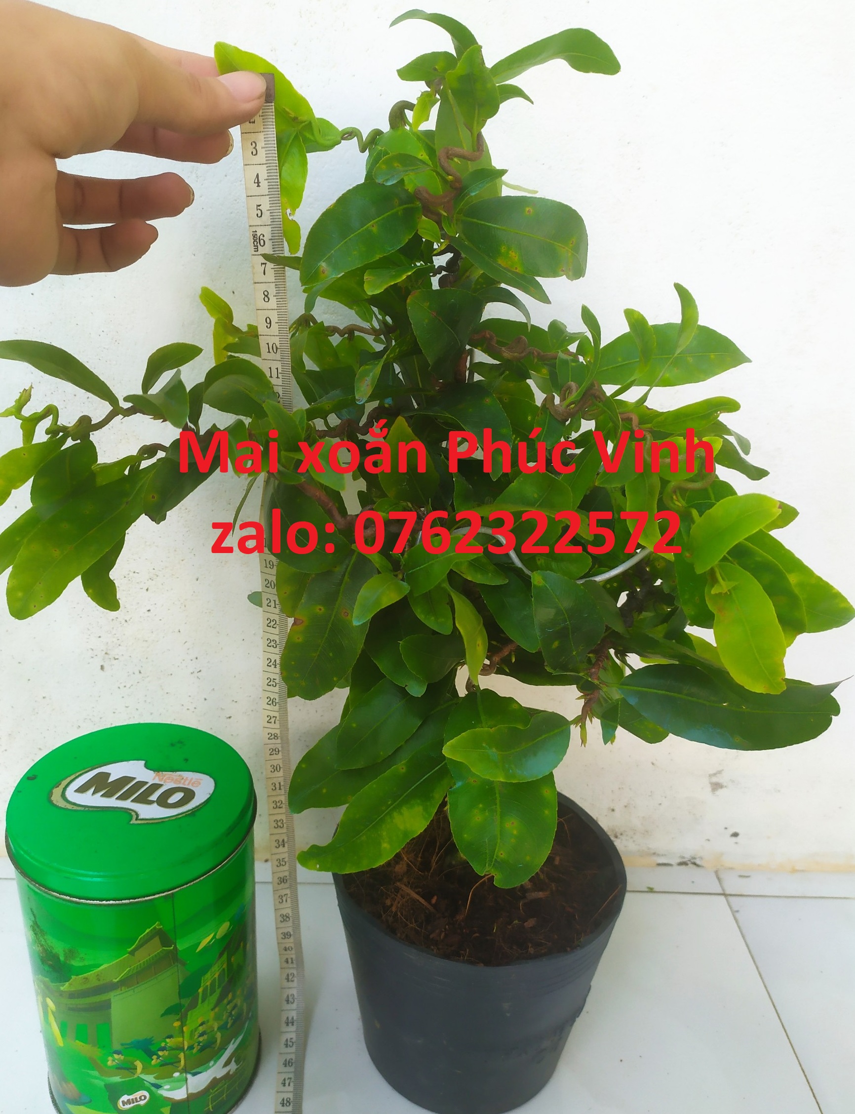 Mai Xoắn (Mai Quắn) Giảo Tự Xoắn
