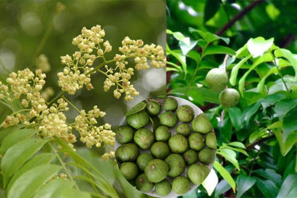 Hạt giống Cây Sấu - Gói 5 hạt