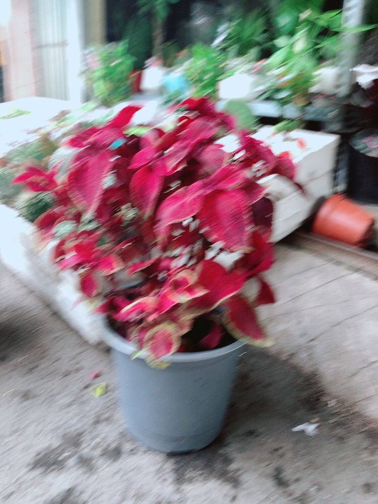 Chậu cây lá gấm đỏ
