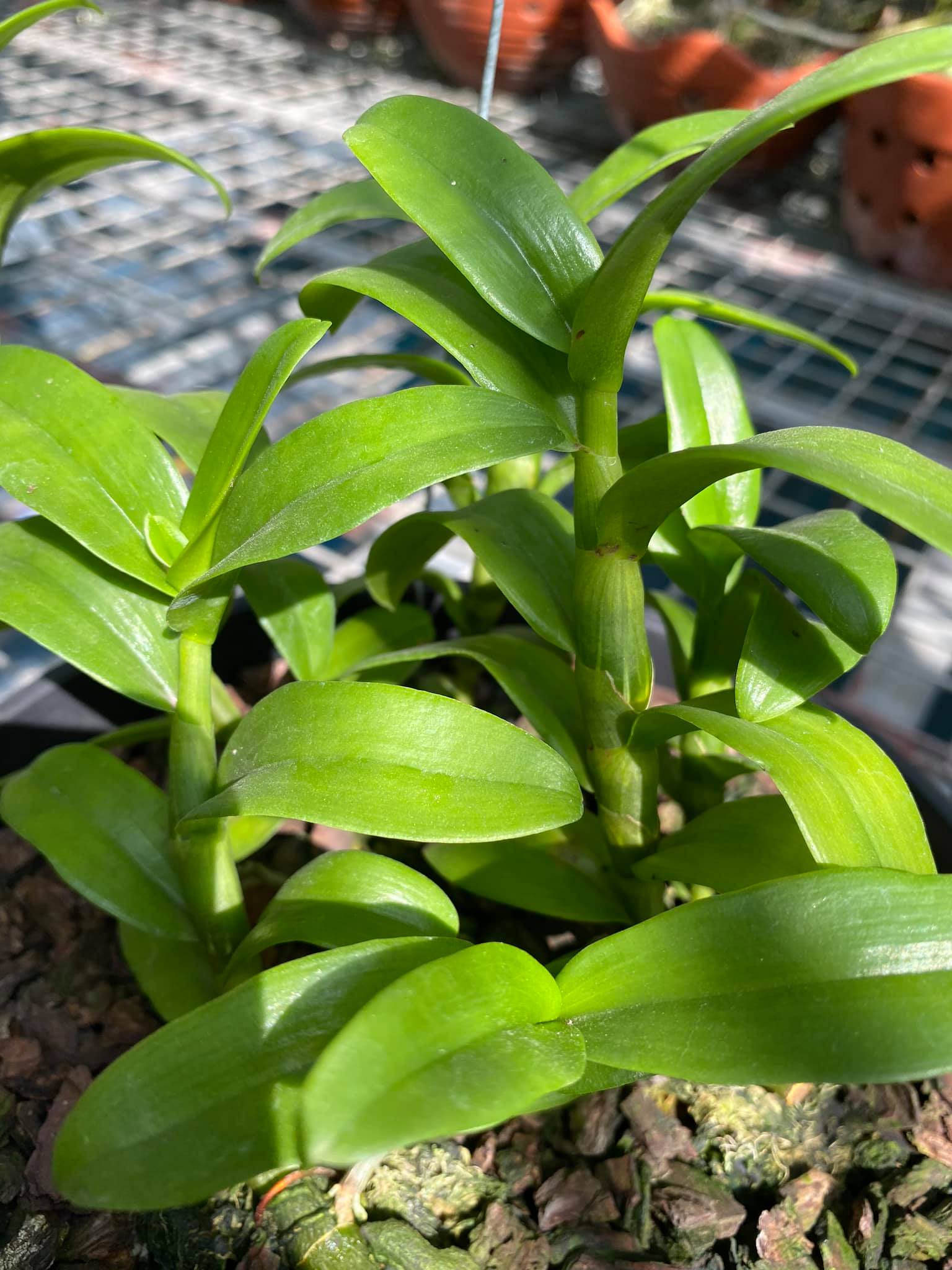 Hoa phong lan phi điệp 5ct phú thọ