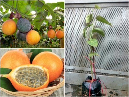 (sốc) Cây CHANH LEO VÀNG NGỌT COLOMBIA thanh lý