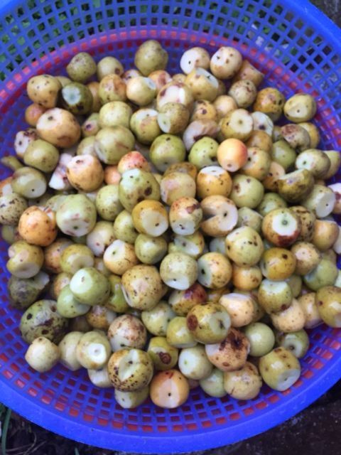 Táo Mèo Khô 1Kg