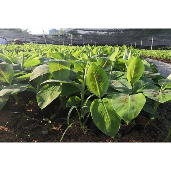 Cây giống chuối già nam mỹ giống ( cây cấy mô)