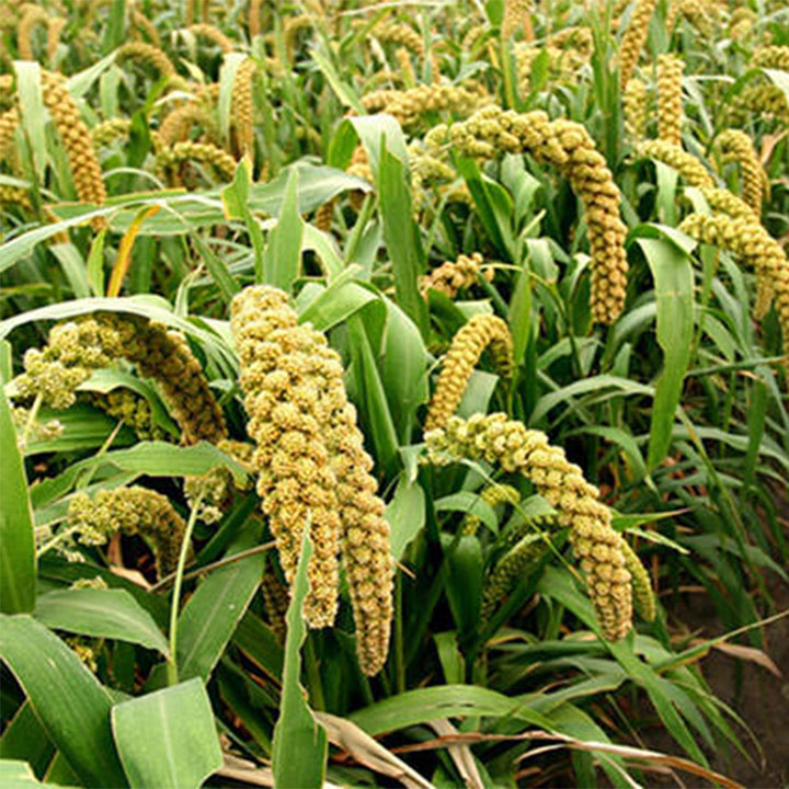 Hạt kê nếp vàng 1kg