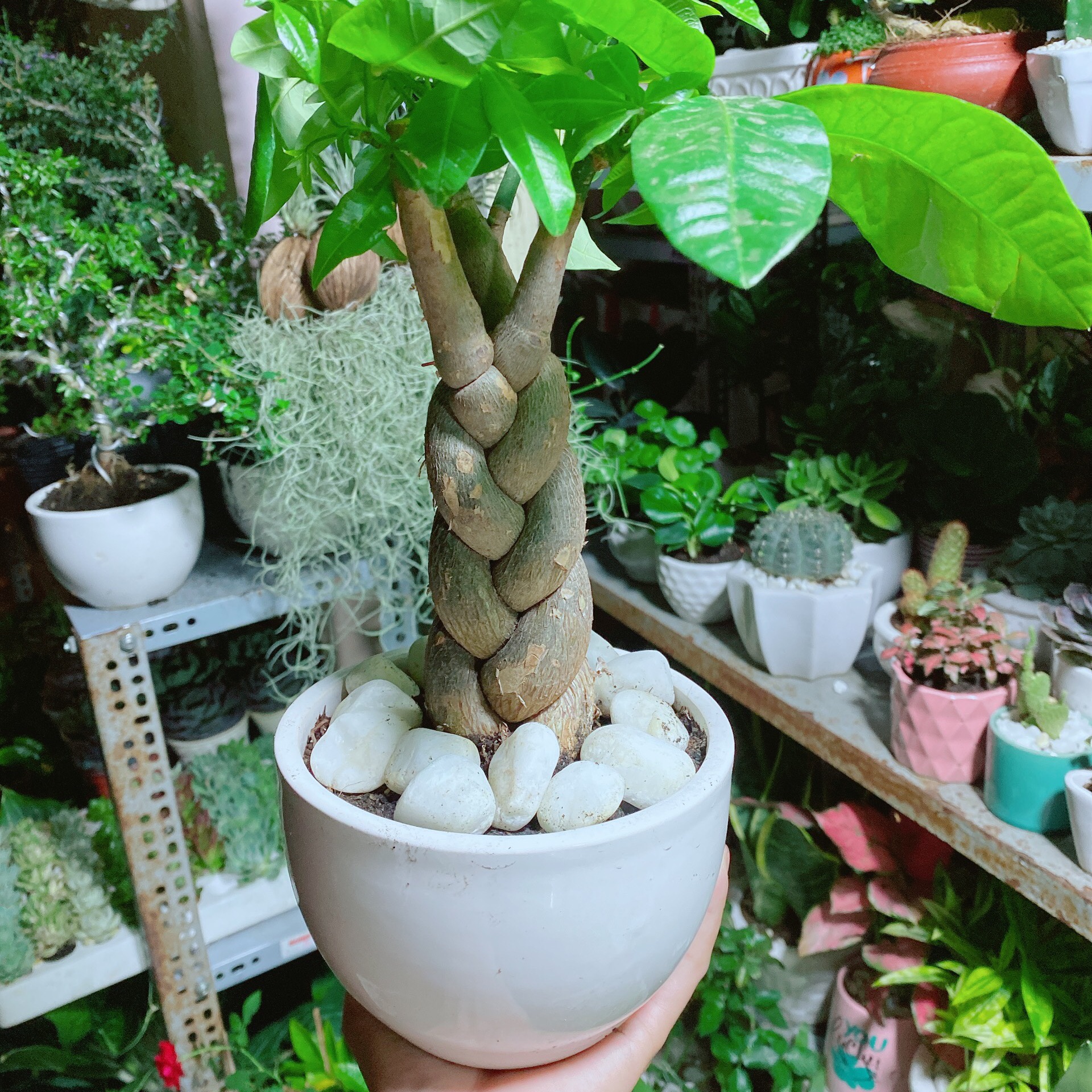 Chậu kim ngân 3 thân thắt bính