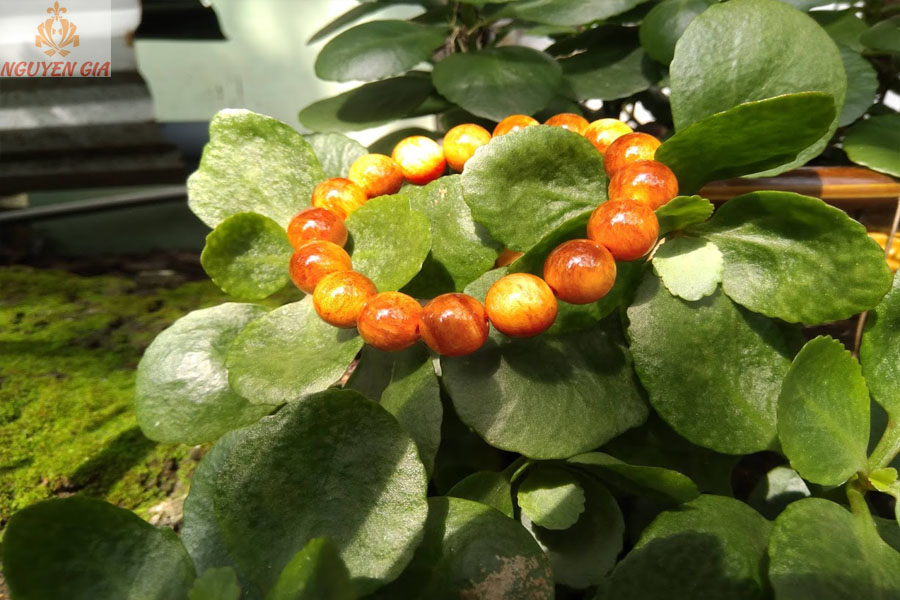 Vòng gỗ huyết rồng (huyết long) 12mm