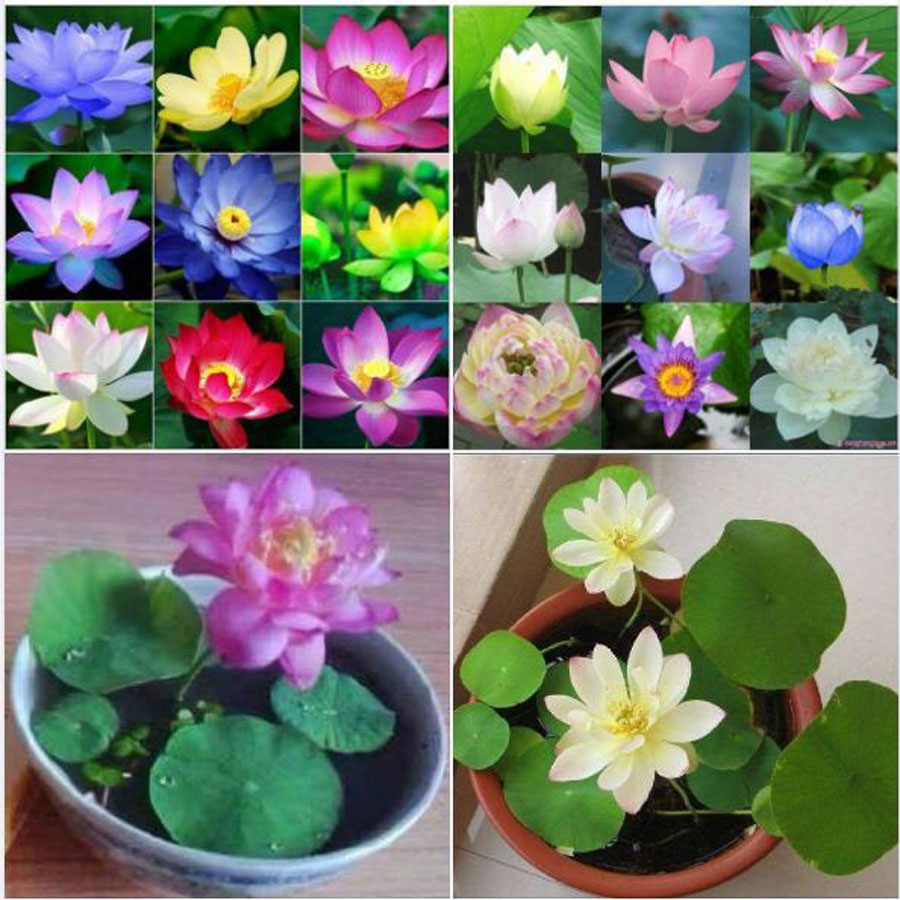Hạt Giống Hoa Sen Mini Nhật Bản ( chọn màu )