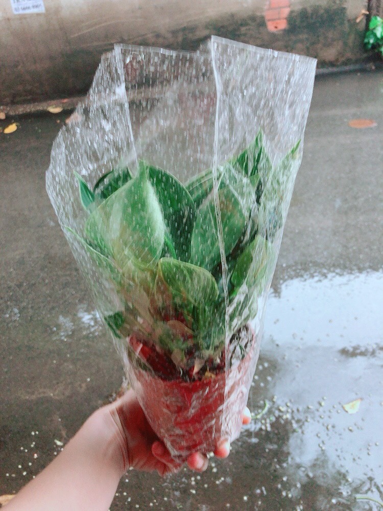 Cây Trầu Bà Đế Vương Sọc