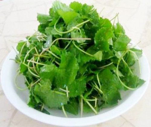 Hạt giống rau má Việt Nam - 2gram ( 3500 hạt)
