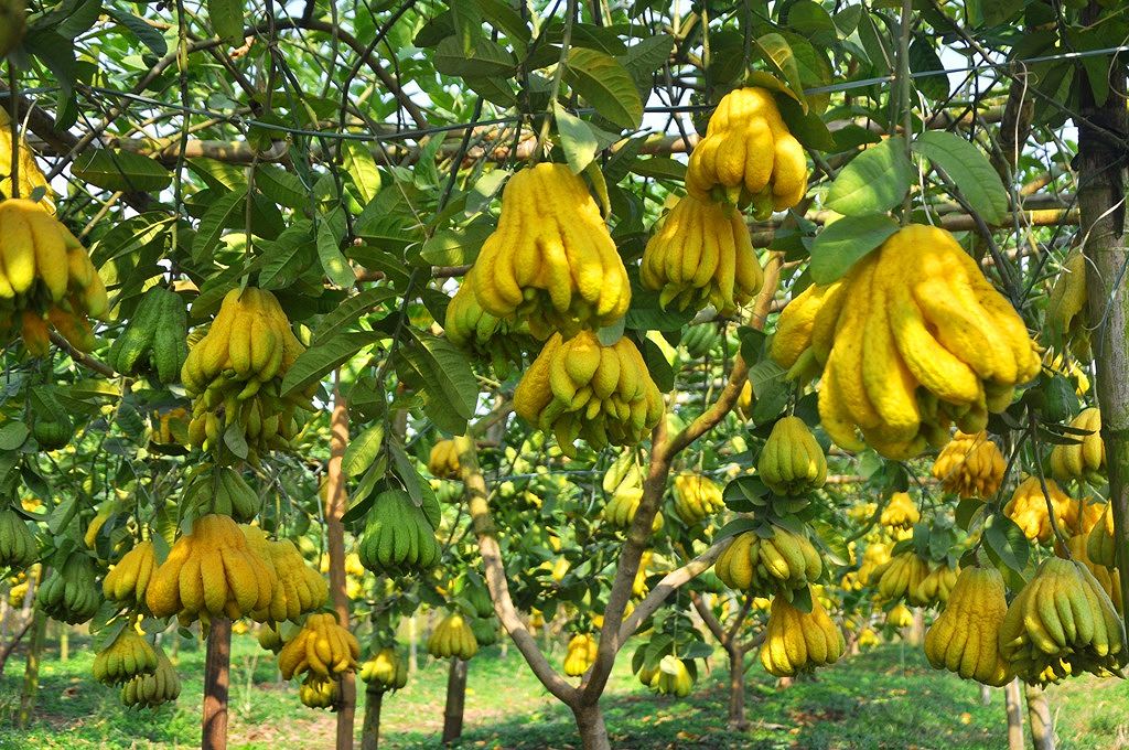 HÀNG CHUẨN Cây phật thủ, cây phật thủ ghép, cây tay phật quả đẹp