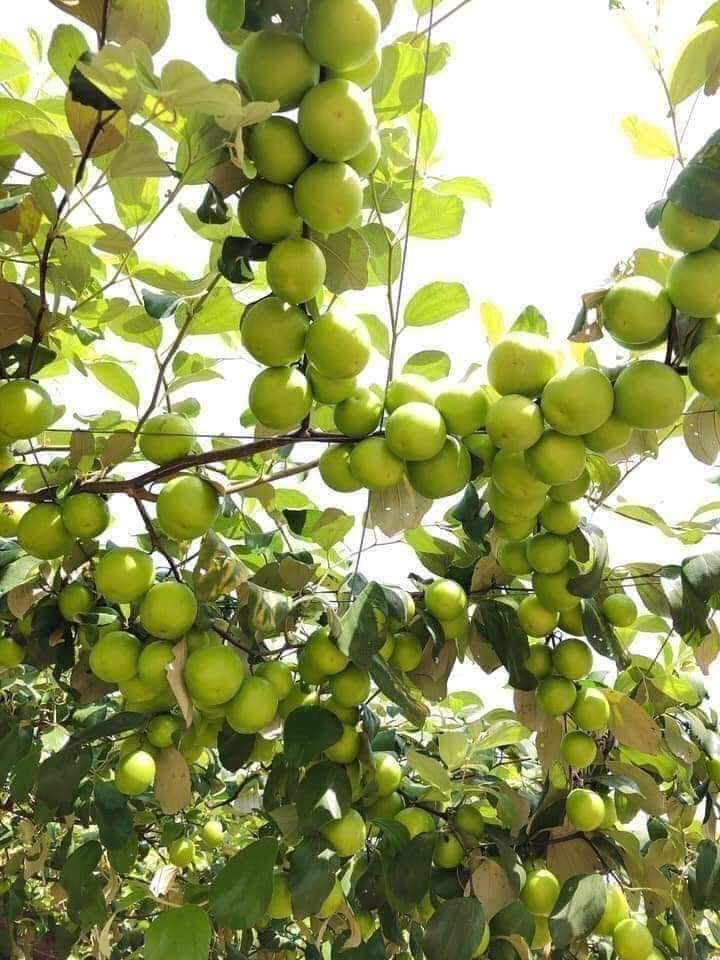 Cây Giống Táo Thái Leo Giàn Ninh Thuận